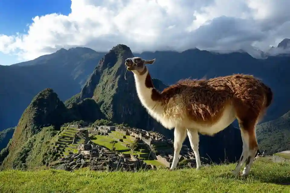 Alpaca-in-Machu-Picchu