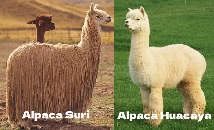 Alpaca-suri-and-alpaca-huacaya