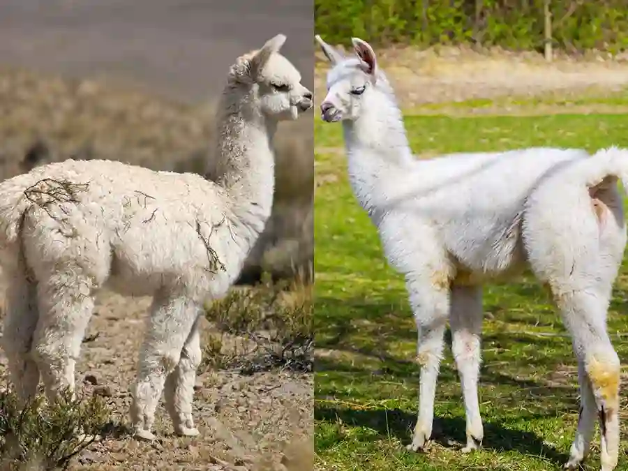 llama and alpaca