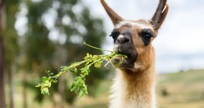 What-do-the-llamas-and-alpaca-eat-in-peru