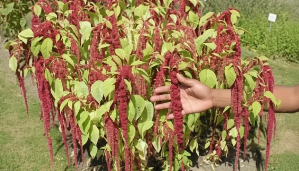 Kiwicha