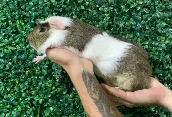 Peruvian-guinea-pig