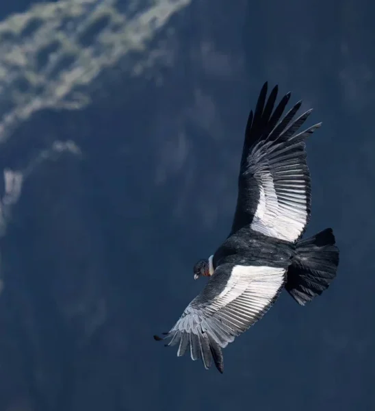The-Andean-Condor