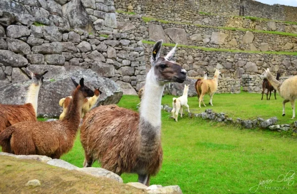 The-Llama-or-Lama-Glama-Which-Is-the-Symbol-of-the-Andes