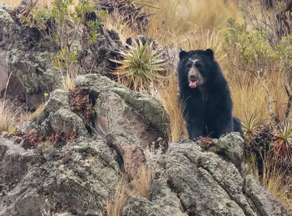 The-Spectacled-Bear-or-Andean-Bear-Tremarctos-Ornatus