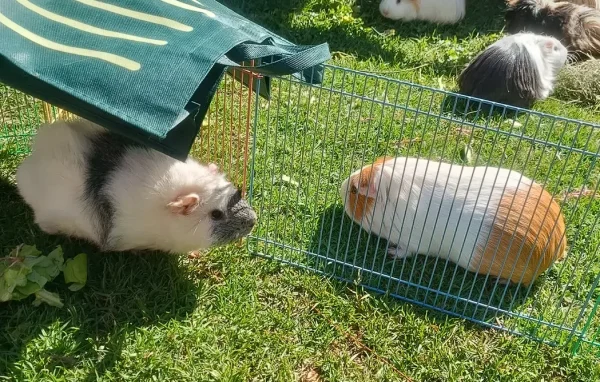 guinea-pig-raised-in-Peru