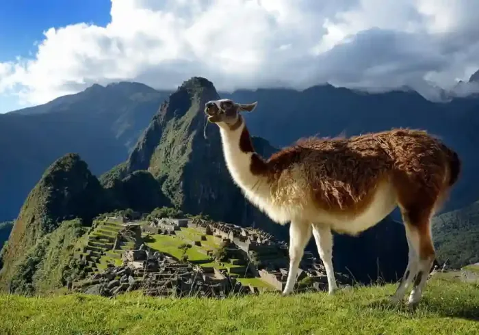 Alpaca-in-Machu-Picchu