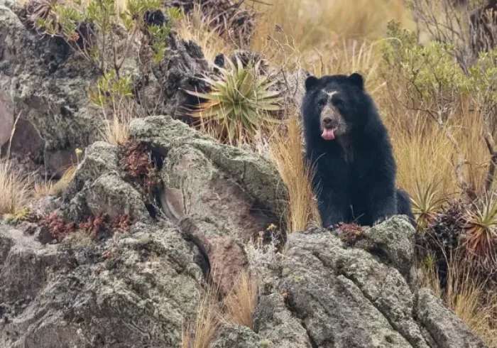 The-Spectacled-Bear-or-Andean-Bear-Tremarctos-Ornatus