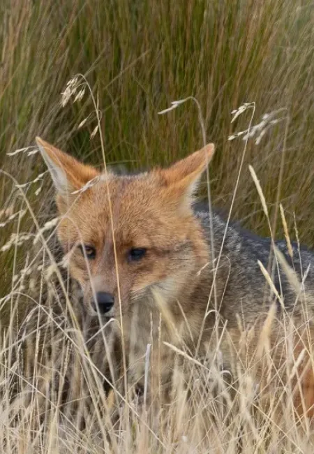 andean fox in machu picchu