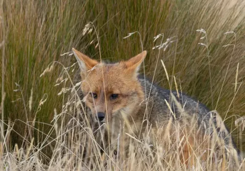 andean fox in machu picchu