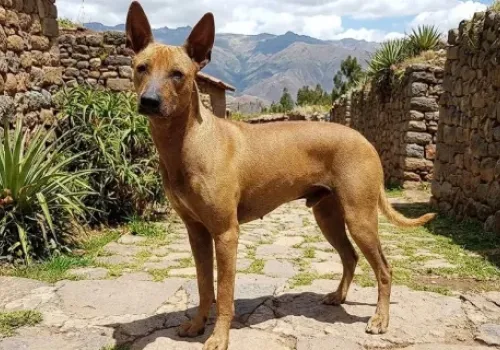 Physical-Traits-and-the-Coated-Peruvian-Hairless-Dog-with-Hair