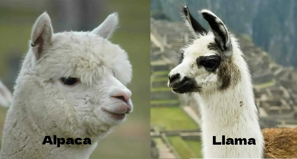 Differences between llama and alpaca