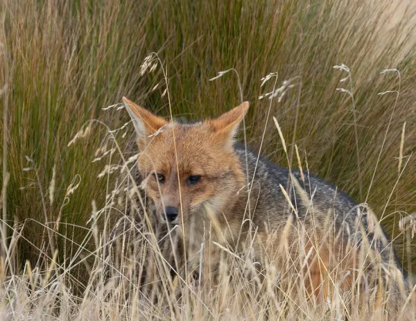 Andean Fox in machupicchu