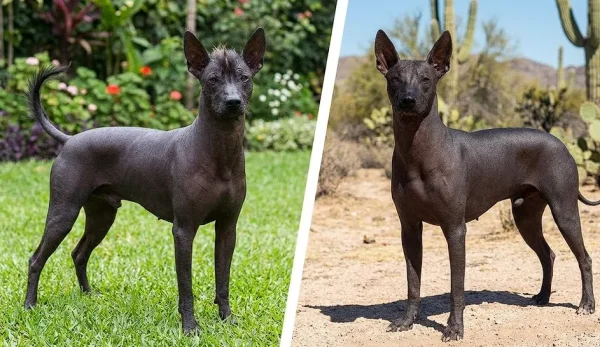 Peruvian Hairless Dog Health Problems and Skin Care Needs