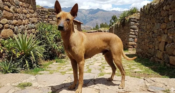 Physical Traits and the Coated Peruvian Hairless Dog with Hair