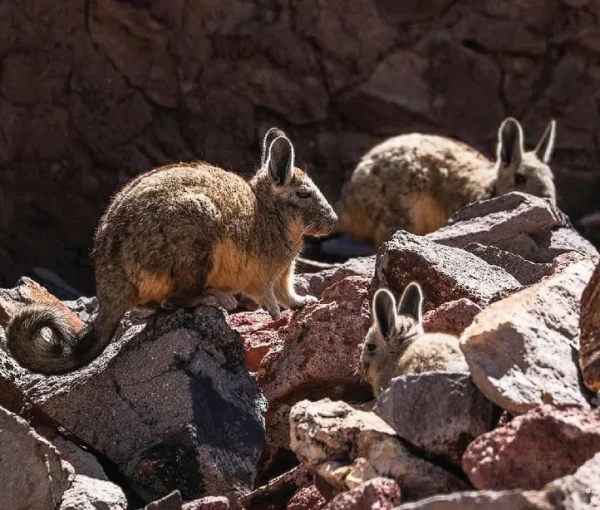 The Northern Viscacha Lagidium Peruanum