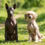 The Peruvian Hairless Dog Breed and Characteristics of the Inca Orchid