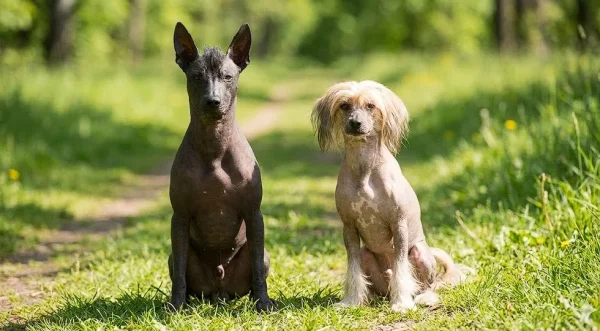 The Peruvian Hairless Dog Breed and Characteristics of the Inca Orchid